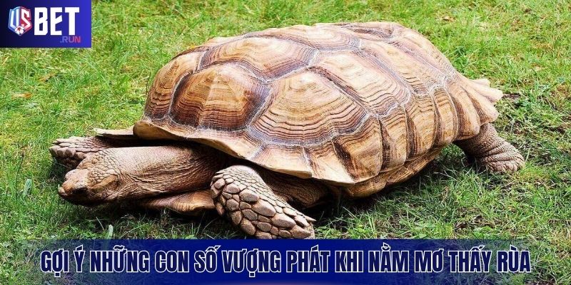 Mách bạn những bộ số tài lộc khi chiêm bao thấy rùa